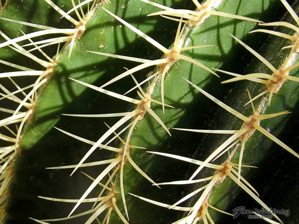 CactusCloseUp