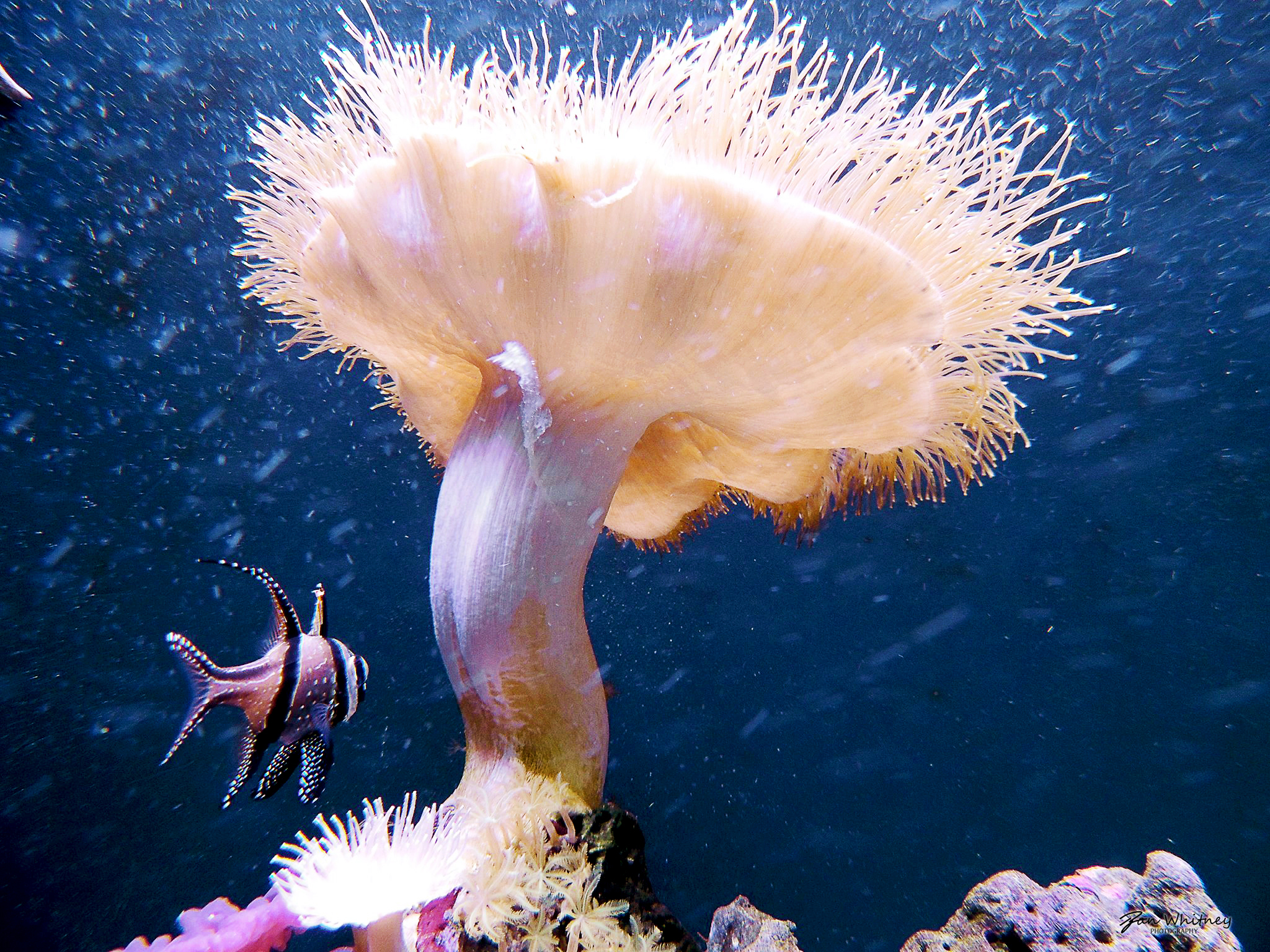FishUnderAnemone