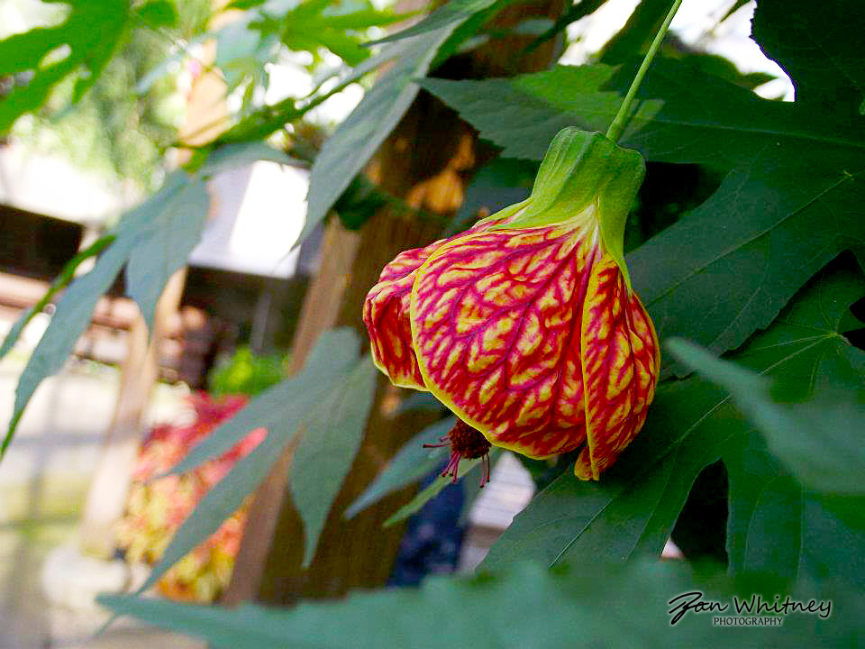 RedAndYellowBellFlower